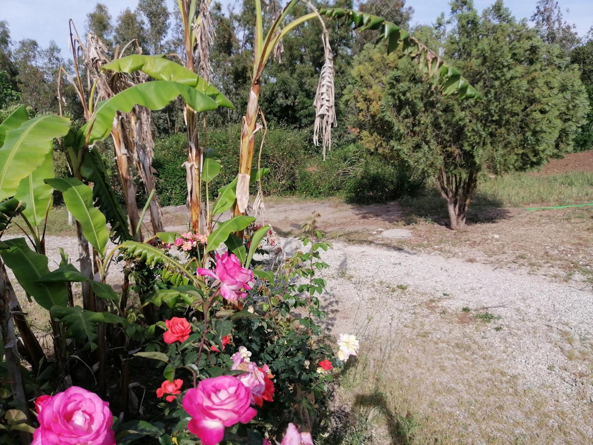 אלגהרו Camera Serraona מראה חיצוני תמונה